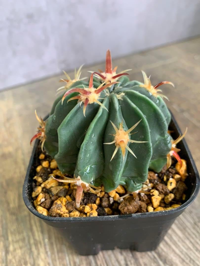 サボテン 日の出丸♡抜き苗(^○^) サボテン 日の出丸 ラ 90 抜き苗 日の出丸生長 | Cometの